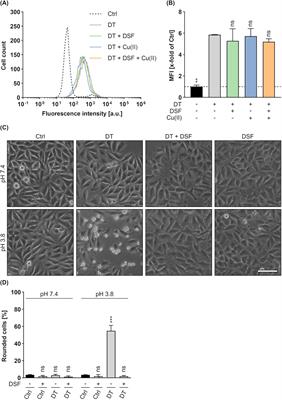 Repurposing FDA-approved disulfiram for targeted inhibition of diphtheria toxin and the binary protein toxins of Clostridium botulinum and Bacillus anthracis